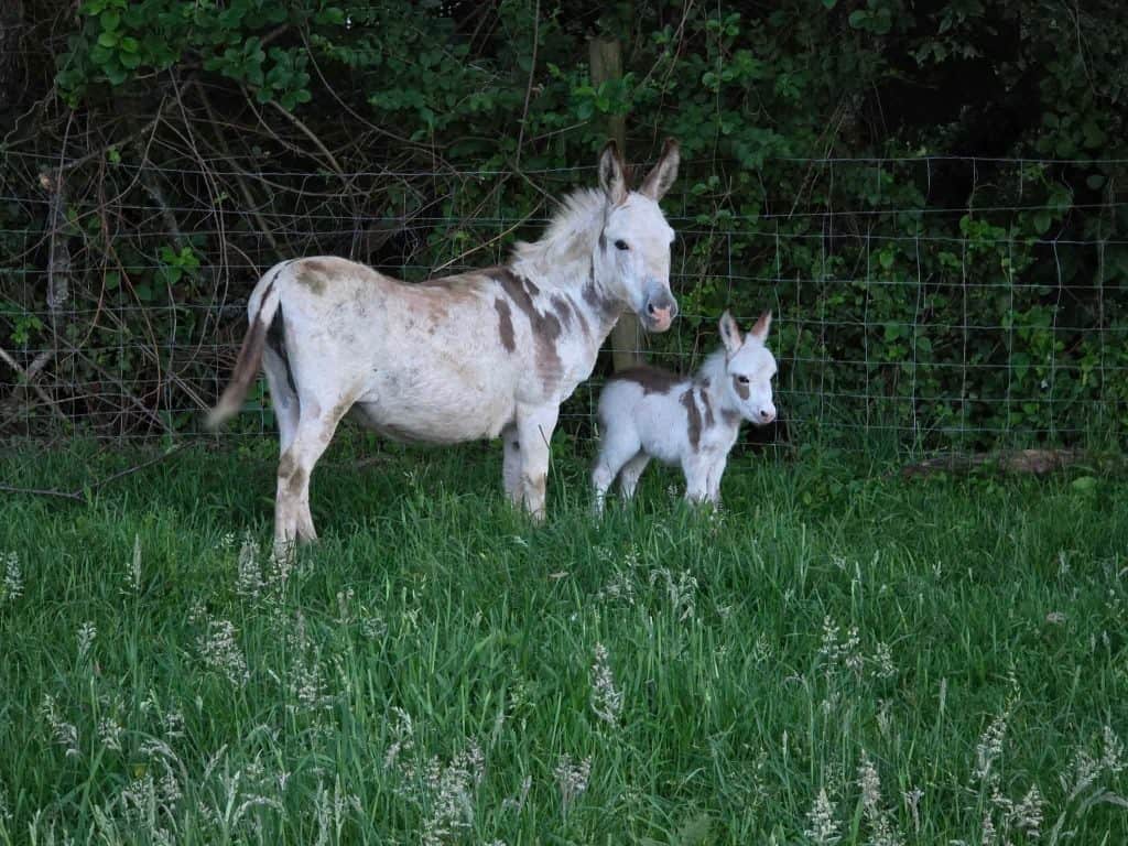 Mini Mediterranean donkey and foal in pasture at Ross Farm Mercantile.
