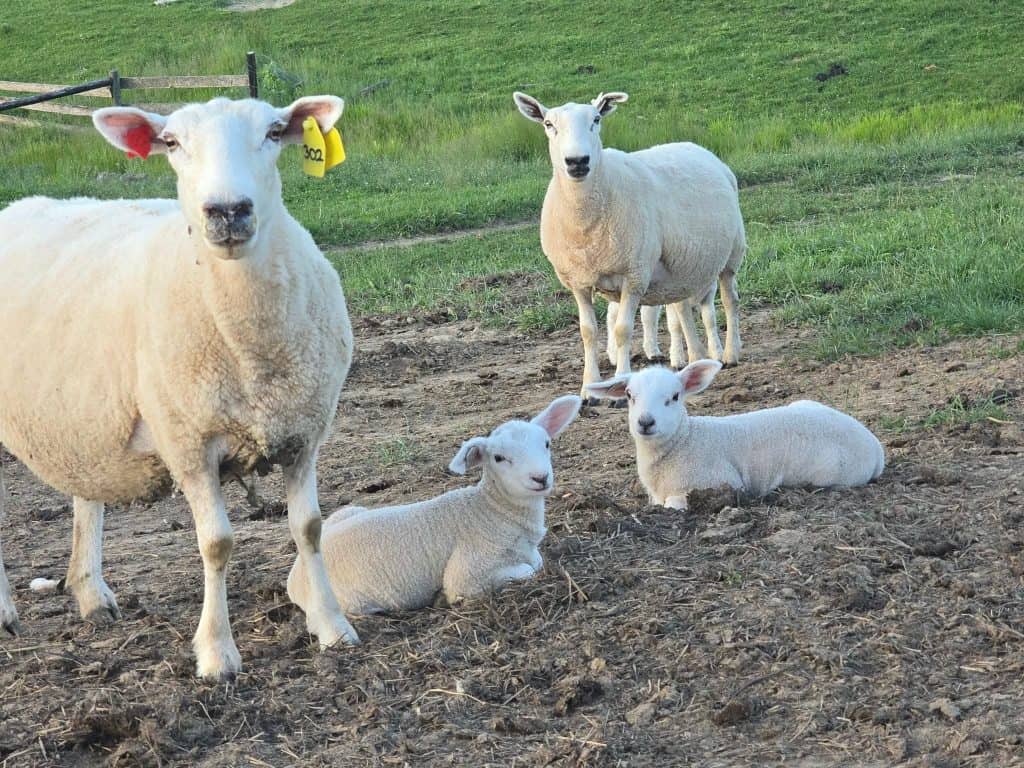 Cheviot sheep and lambs on a farm with green fields in the background.