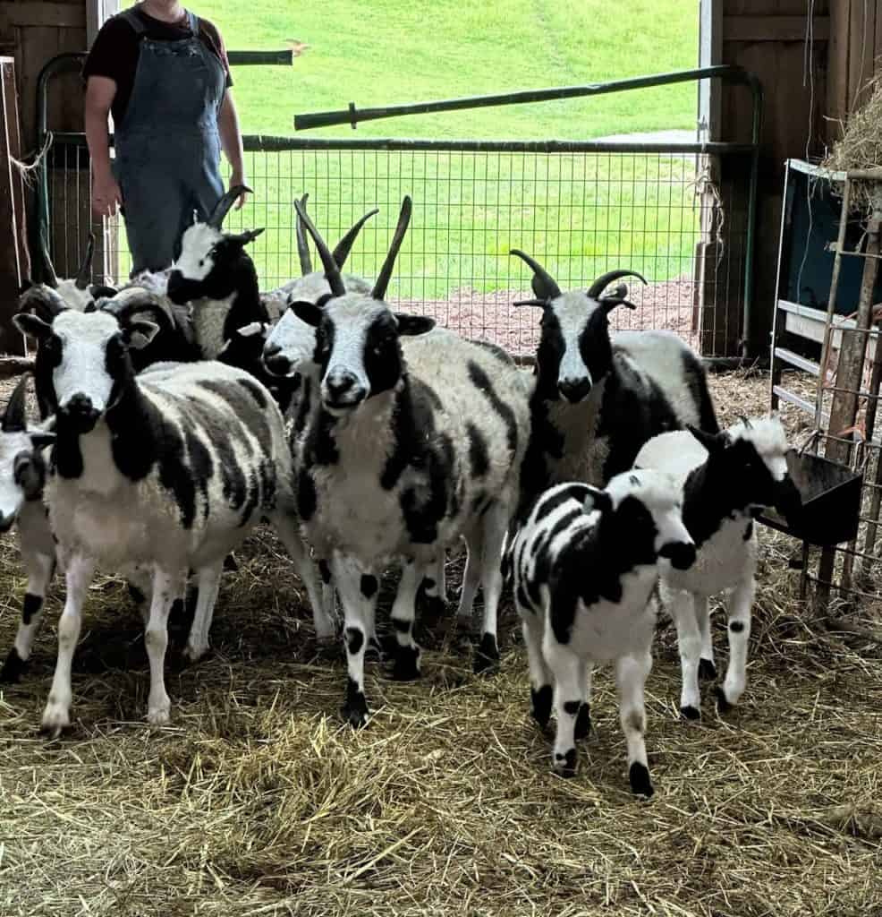 Group of young goats at Ross Farm Mercantile in a barn setting.