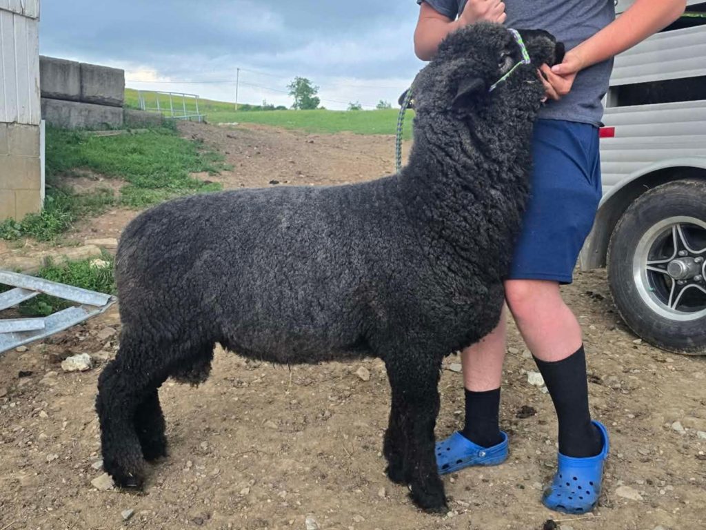 Young person with a black sheep on a farm in front of a barn.