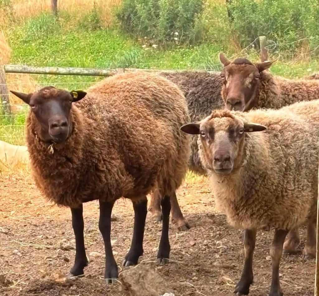 Group of Shetland sheep on a farm with green background.
