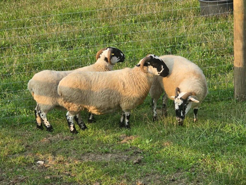 Group of Scottish Blackface sheep grazing in a farm field.