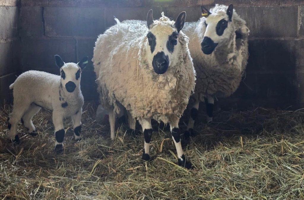 Sheep and lambs at Ross Farm Mercantile in a barn.