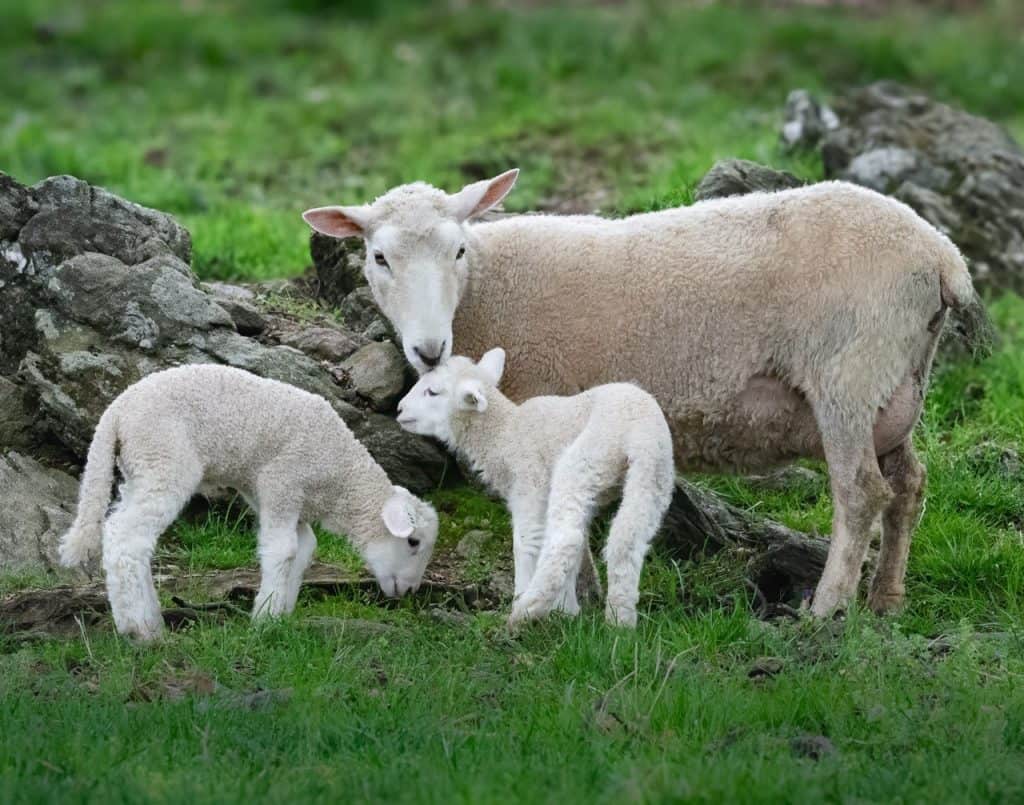 Perendale lambs with mother sheep on a farm pasture.