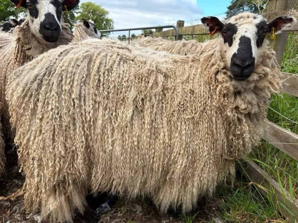 Sheep at Ross Farm Mercantile in Teeswater with curly wool and black face.