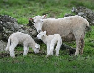 Sheep and lambs grazing on green pasture at Ross Farm Mercantile.