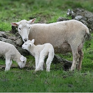 Sheep and lambs grazing on green pasture at Ross Farm Mercantile.